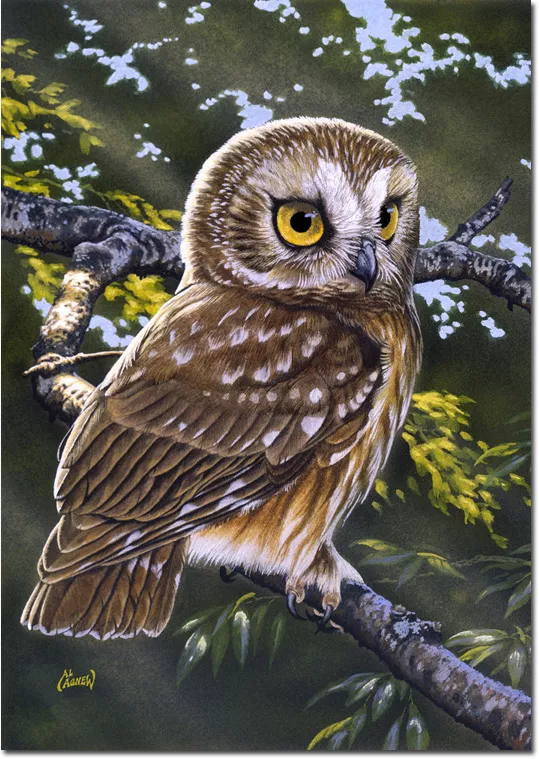 Saw Whet Owl Toland Art Banner